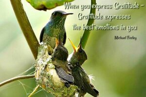 Gratitude