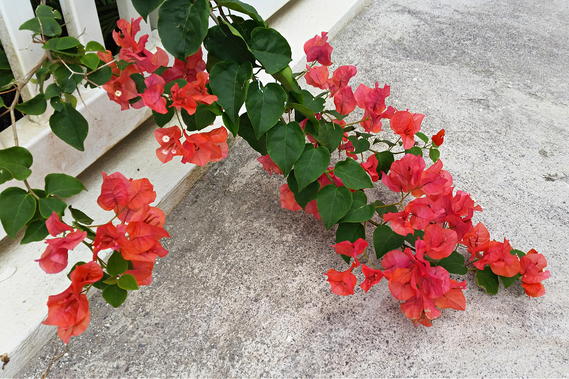 Bougainvillea and Concrete