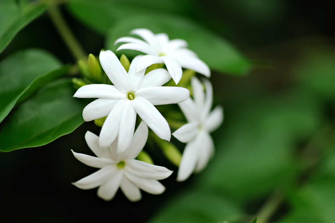 Sudden Jasmin and Gratitude