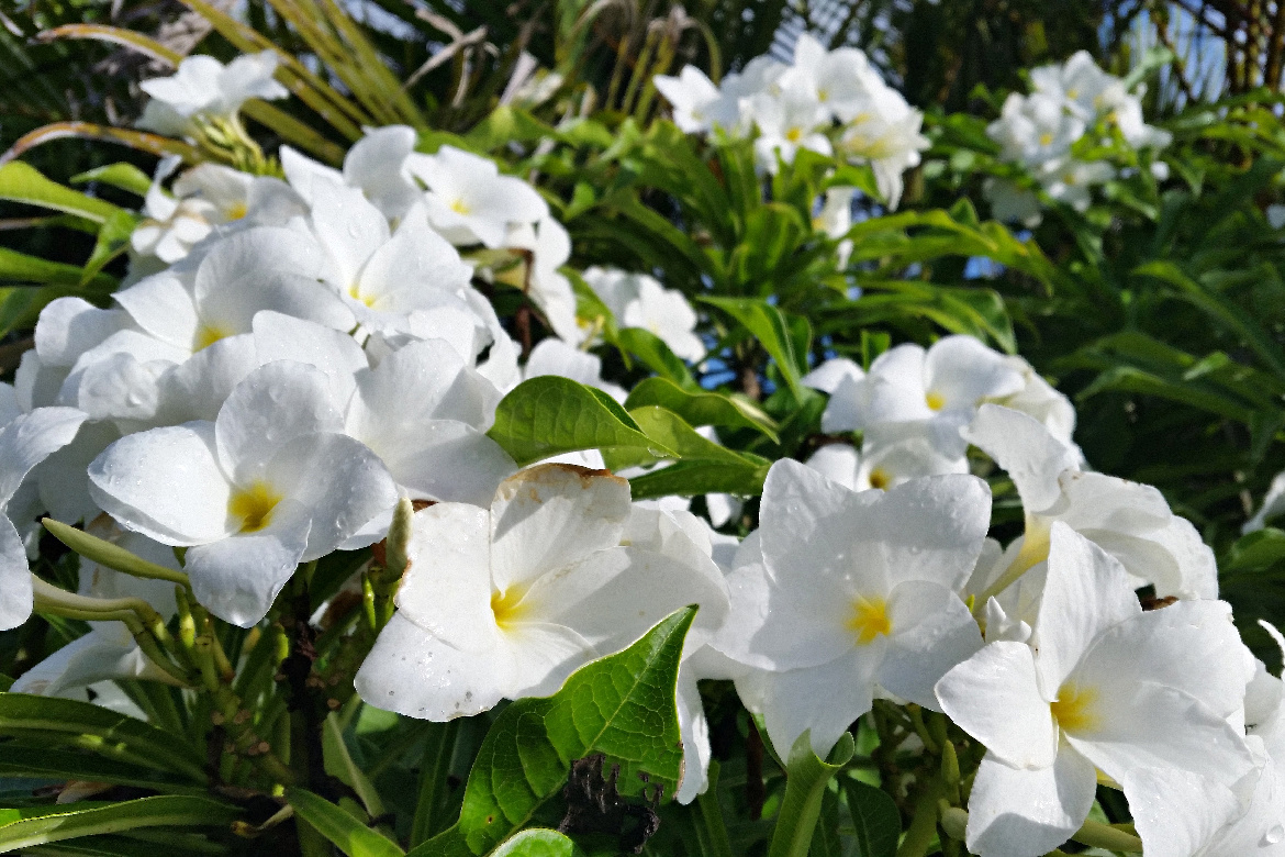 Frangipani and You Match