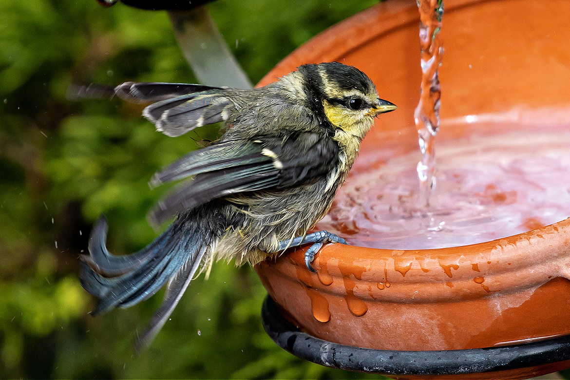 Birdbaths are Kind