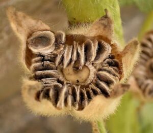 Hollyhock seeds