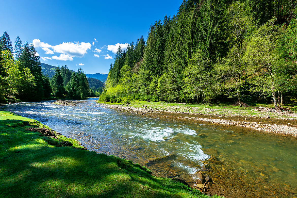 Carbon Sinks Positively Absorb CO2