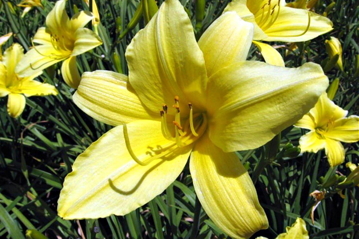 You Are a Day Lily