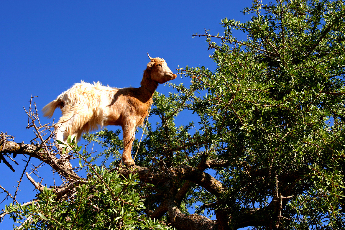 Out On a Limb