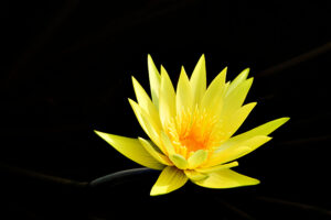 A Place of Gratitude - Michael Feeley - Life Coach
