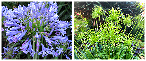Agapanthus in bloom and its seedpod after blooming - Michael Feeley - Life Coach