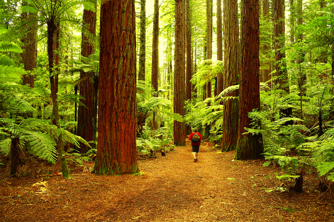 Evergreen: The Timeless Relevance of Ageing