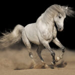 Don’t Look a Gift Horse in the Mouth