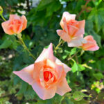 Vintage You and Roses