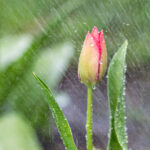 Wait For The Rain