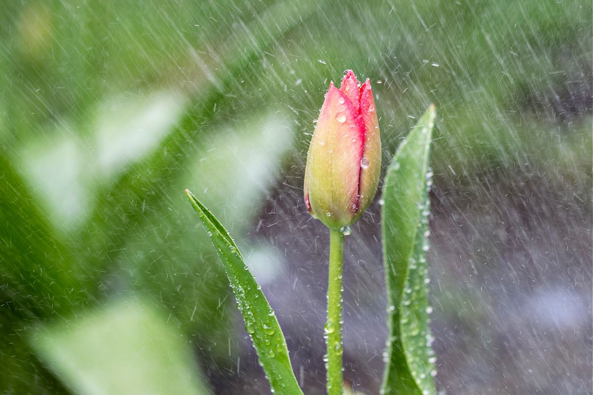 Wait For The Rain