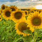 Sunflowers Survive and Don’t Stop Giving