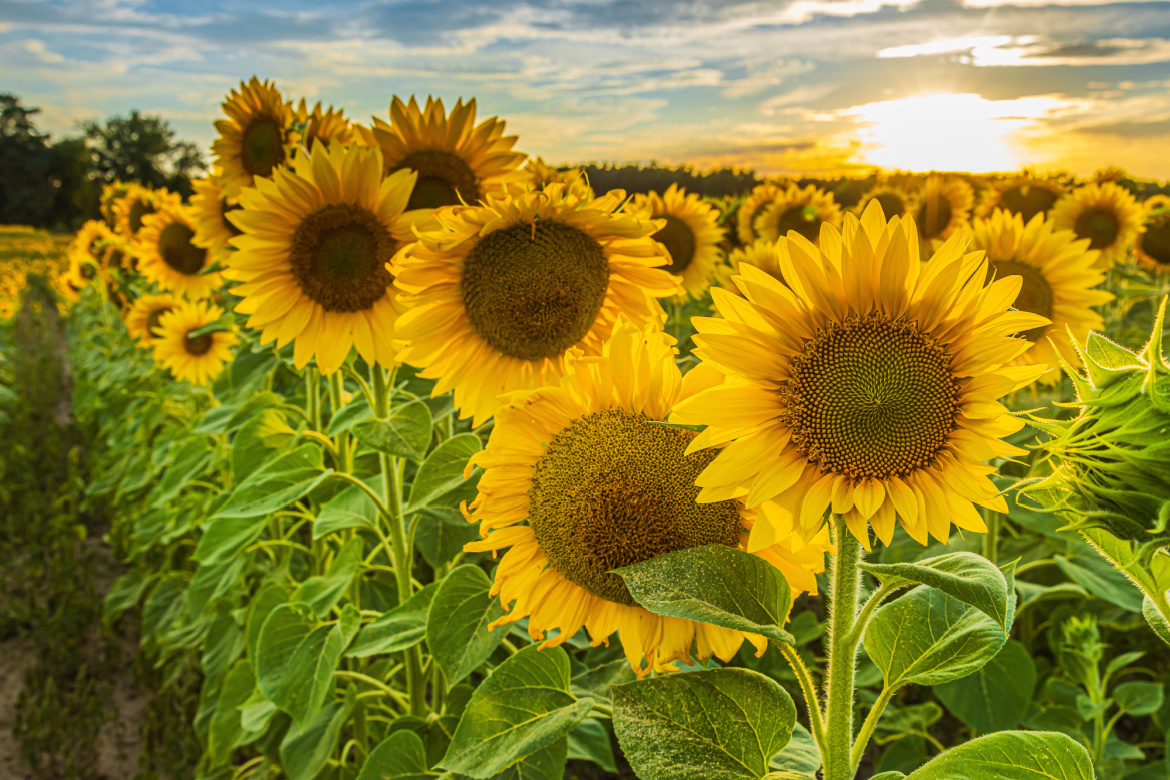 Sunflowers Survive and Don’t Stop Giving