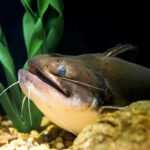 Noodling