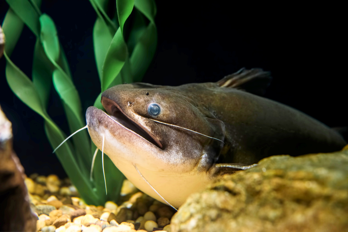Noodling